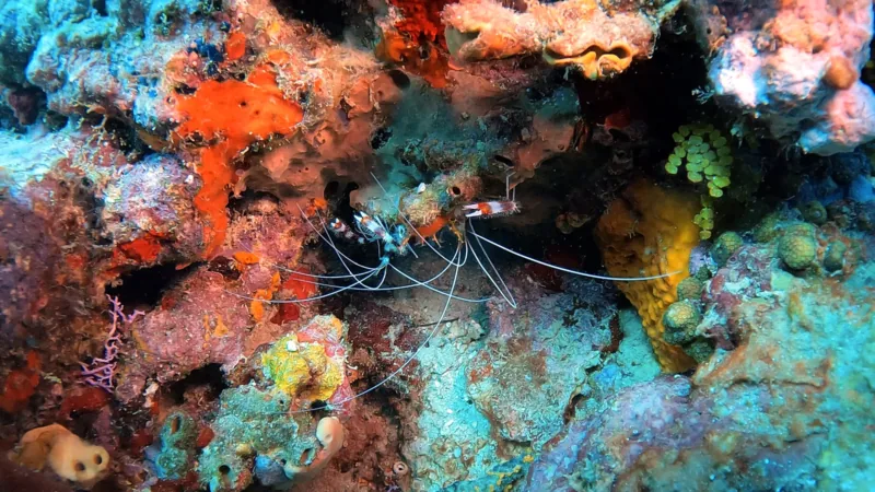 Coral reef and marine life during a Caribbean dive