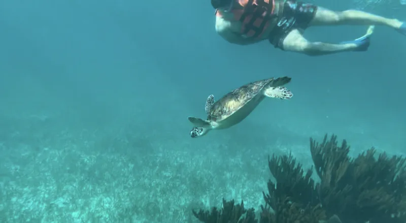 Snorkeler swimming beside a sea turtle underwater